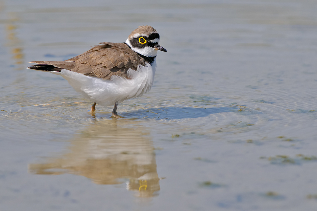 Corriere piccolo (Charadrius dubius)